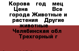 Корова 1 год 4 мец › Цена ­ 27 000 - Все города Животные и растения » Другие животные   . Челябинская обл.,Трехгорный г.